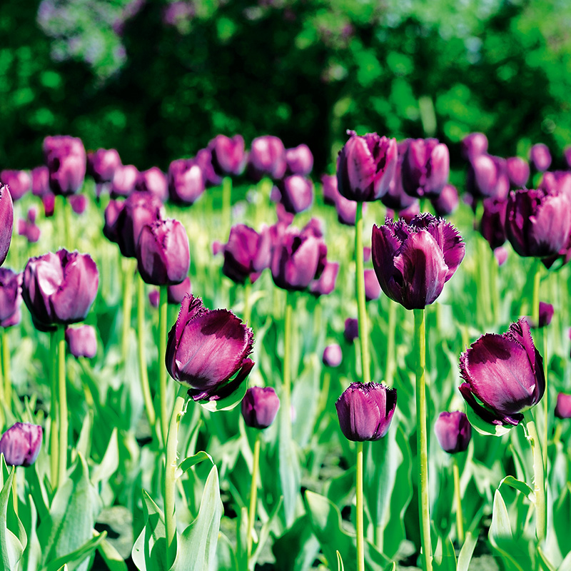 Tulipe Dentelle Curly Sue
