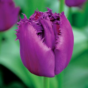 Tulipe Dentelle Curly Sue