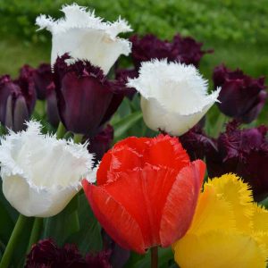 Tulipes Dentelles en mélange