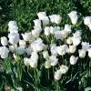 Tulipe Dentelle Honeymoon
