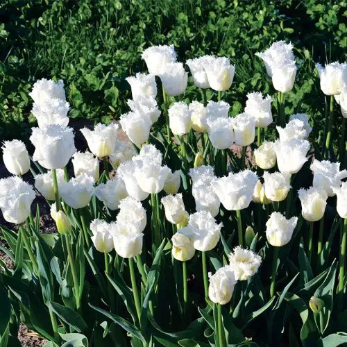 Tulipe Dentelle Honeymoon