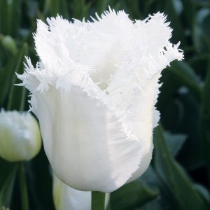 Tulipe Dentelle Honeymoon