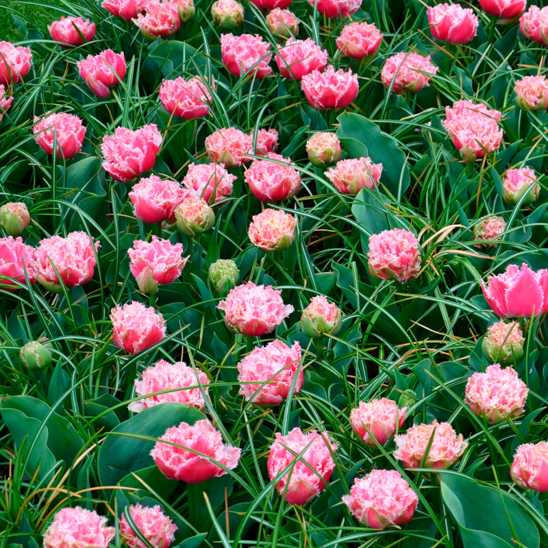 Tulipe Dentelle Queensland