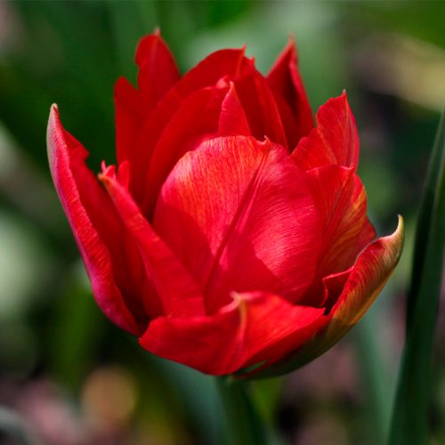 Tulipe Double Hâtive Abba