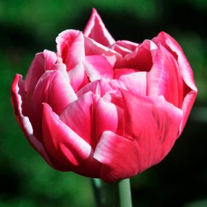 Tulipe Double Hâtive Columbus