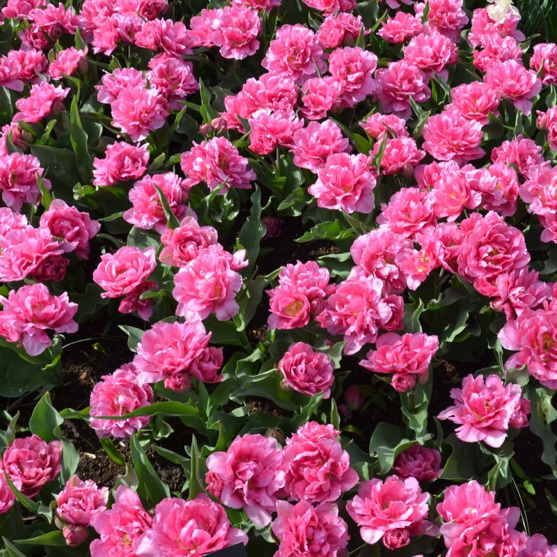 Tulipe Double Hâtive Dior