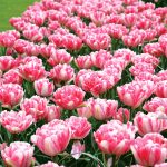 Tulipe Double Hâtive Foxtrot
