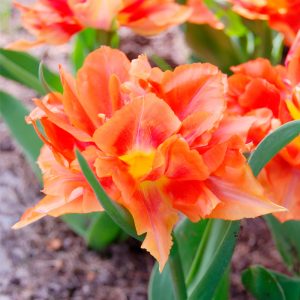 Tulipe Double Hâtive Guillaume d'Orange (Willem Van Oranje)