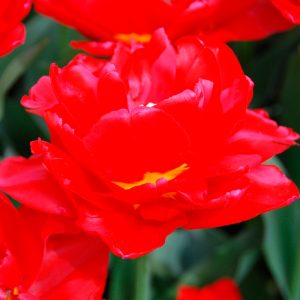 Tulipe Double Hâtive Largo