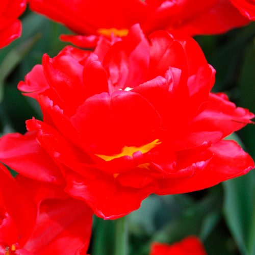 Tulipe Double Hâtive Largo