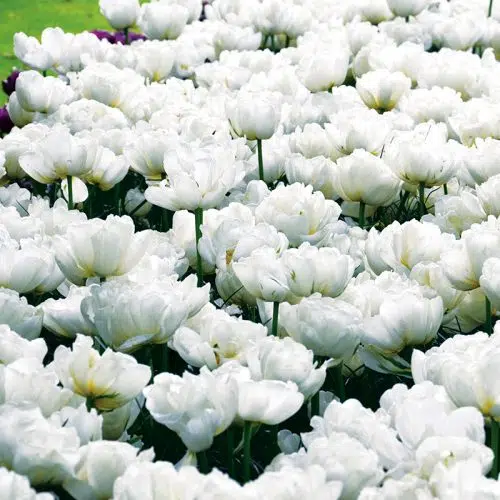 Tulipe Double Hâtive Mondial