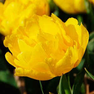 Tulipe Double Hâtive Monte Carlo