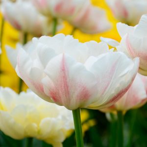 Tulipe Double Hâtive Montreux