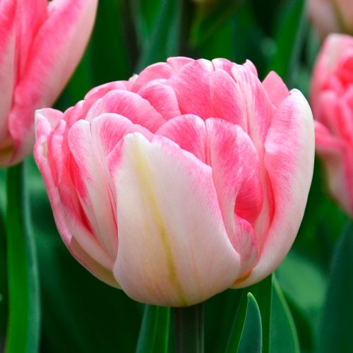 Tulipe Double Hâtive Peach Blossom