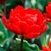 Tulipe Double Hâtive Red Princess