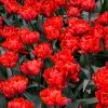Tulipe Double Hâtive Red Princess