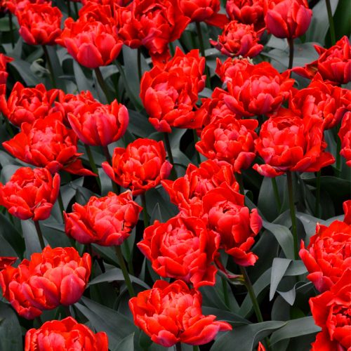 Tulipe Double Hâtive Red Princess