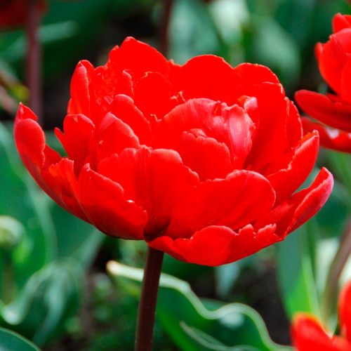 Tulipe Double Hâtive Red Princess