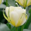 Tulipe Double Hâtive White Valley