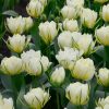 Tulipe Double Hâtive White Valley