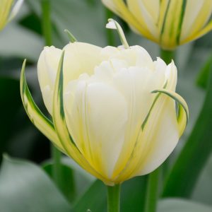 Tulipe Double Hâtive White Valley