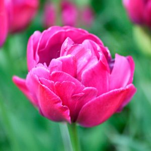 Tulipe Double Tardive Abigail