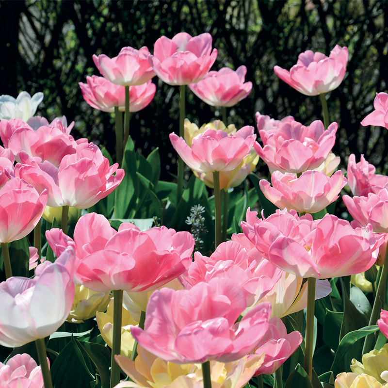 Tulipe Double Tardive Angélique
