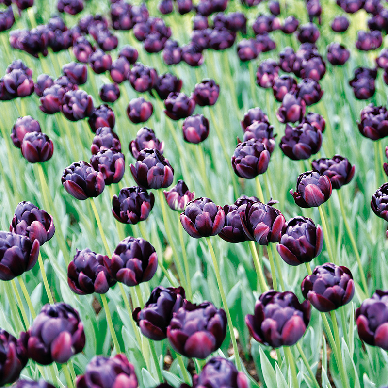 Tulipe Double Tardive Black Hero