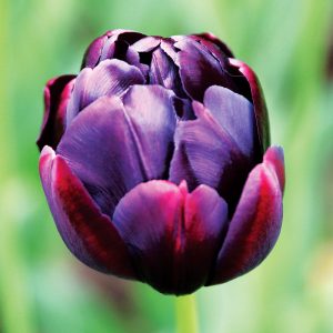 Tulipe Double Tardive Black Hero