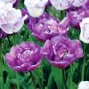 Tulipe Double Tardive Blue Diamond