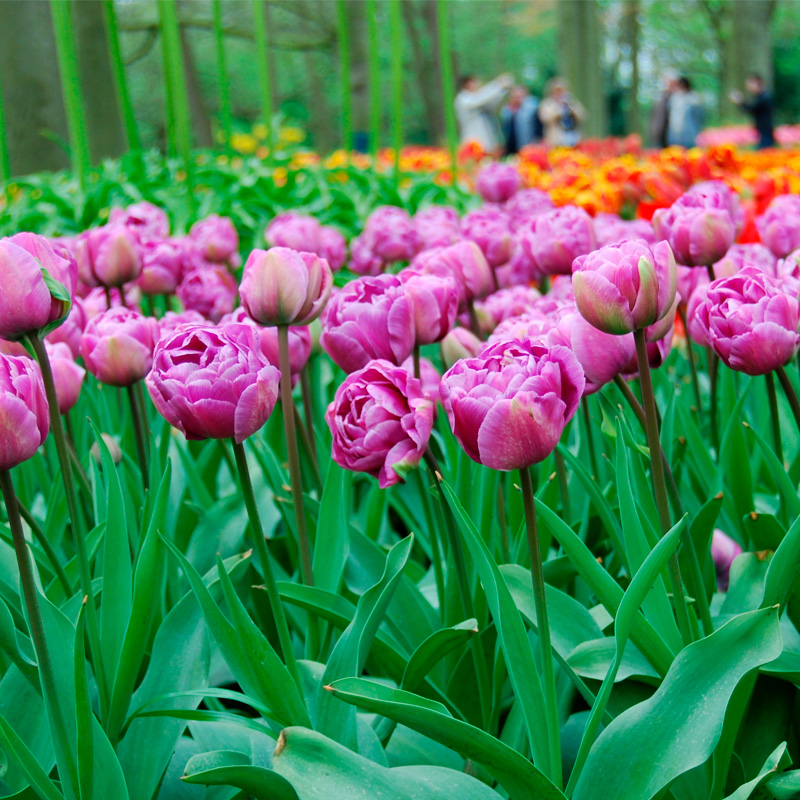 Tulipe Double Tardive Blue Diamond