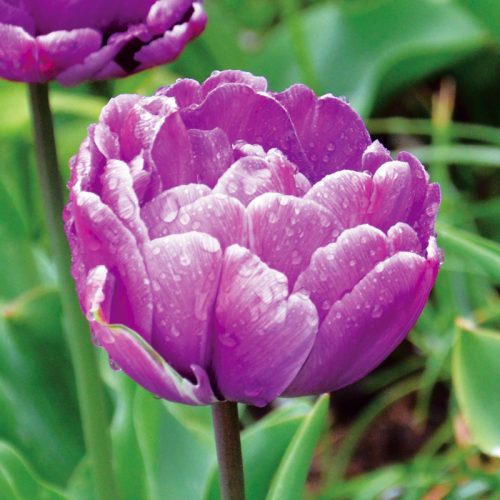 Tulipe Double Tardive Blue Diamond