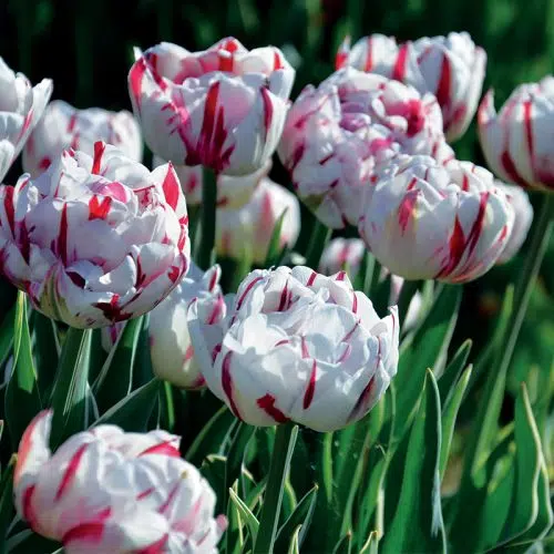 Tulipe Double Tardive Carnaval de Nice