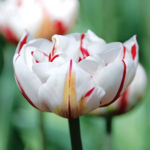 Tulipe Double Tardive Carnaval de Nice
