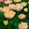 Tulipe Double Tardive Crème Upstar