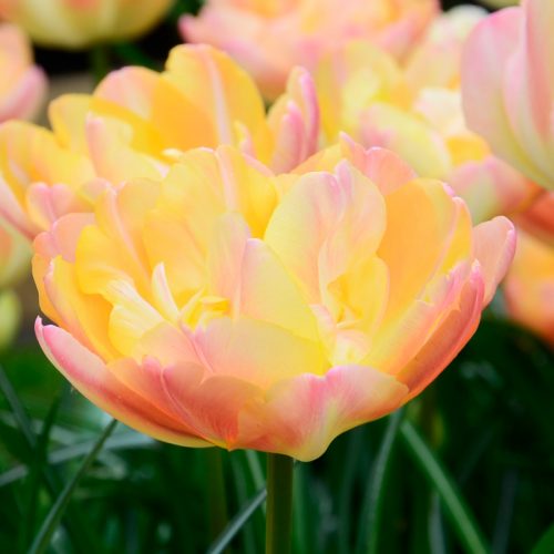 Tulipe Double Tardive Crème Upstar