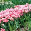 Tulipe Double Tardive Finola