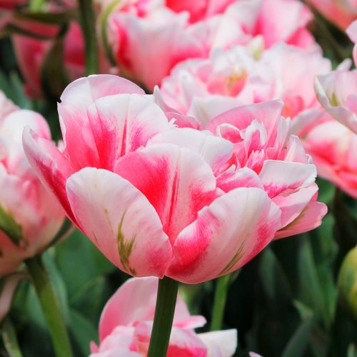 Tulipe Double Tardive Finola