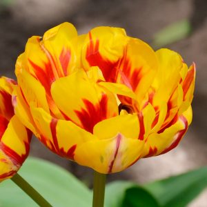 Tulipe Double Tardive Golden Nizza