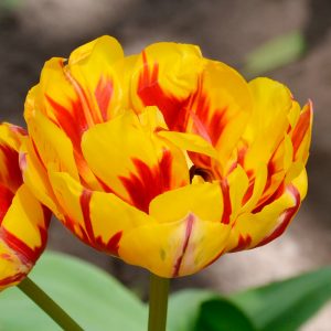 Tulipe Double Tardive Golden Nizza