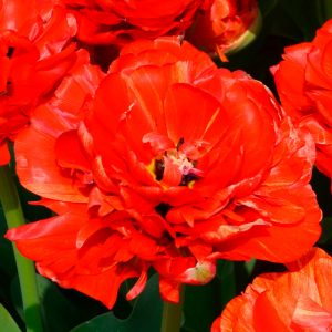 Tulipe Double Tardive Gudoshnik double