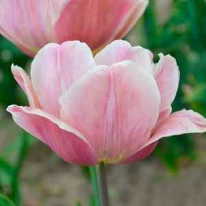 Tulipe Double Tardive La Belle Epoque
