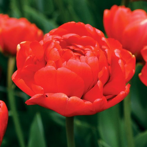 Tulipe Double Tardive Miranda