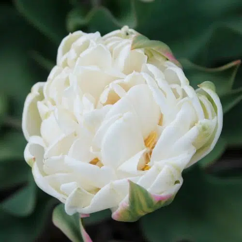 Tulipe Double Tardive Mount Tacoma