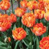 Tulipe Double Tardive Orange Princess