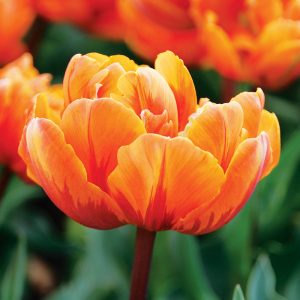 Tulipe Double Tardive Orange Princess