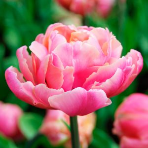 Tulipe Double Tardive Pink Star