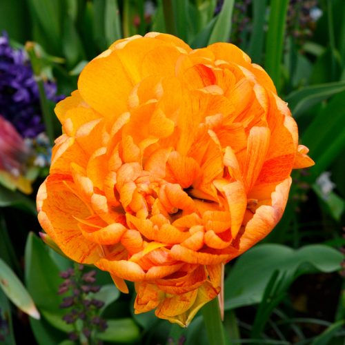 Tulipe Double Tardive Sun Lover