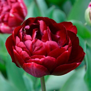 Tulipe Double Tardive Uncle Tom