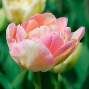 Tulipe Double Tardive Upstar